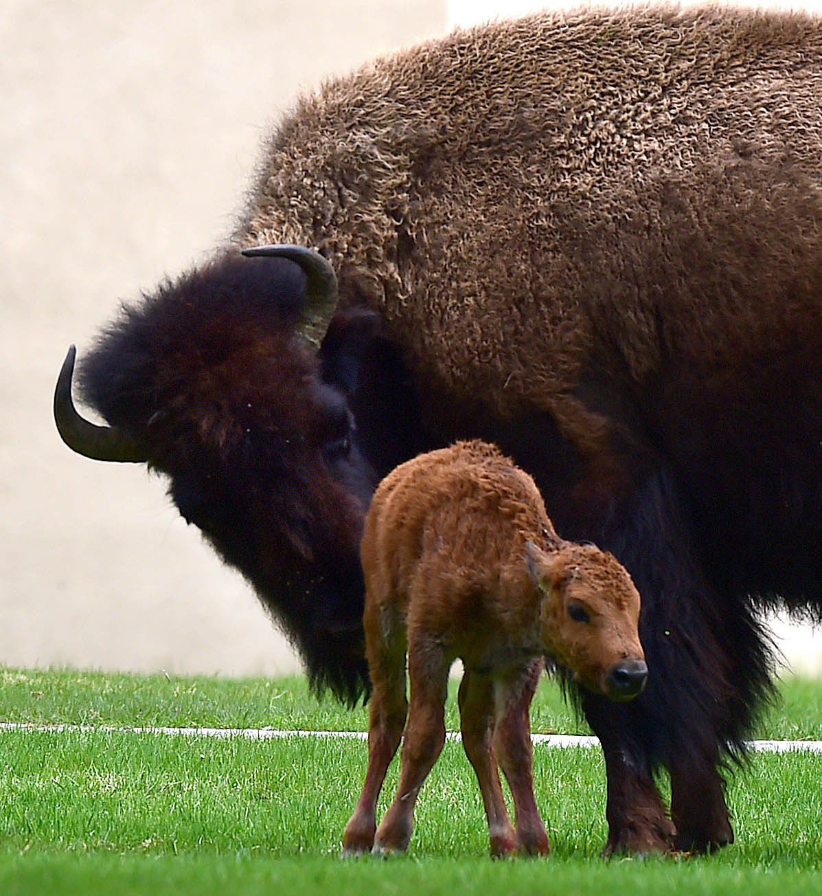 Spring in Yellowstone